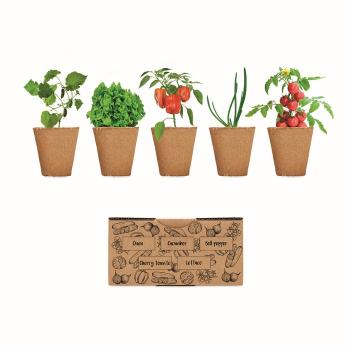 Salad growing kit              MO6499-13